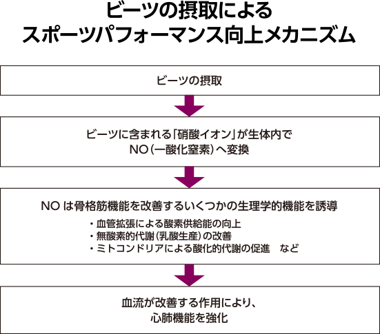 ビーツの摂取によるスポーツパフォーマンス向上メカニズム