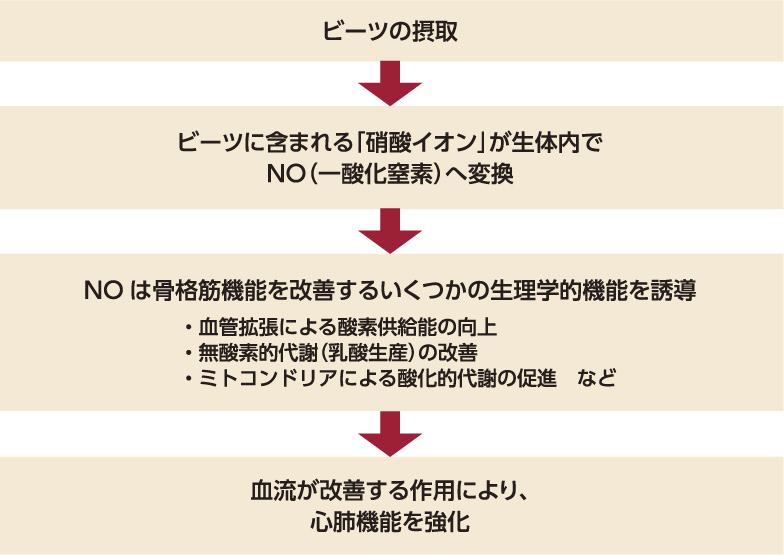 ビーツの摂取によるスポーツパフォーマンス向上メカニズム